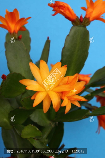 橙色的仙人掌花