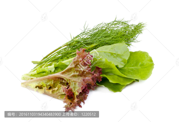 沙拉葉和蒔蘿