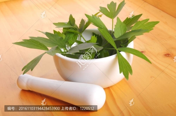 鮮當歸