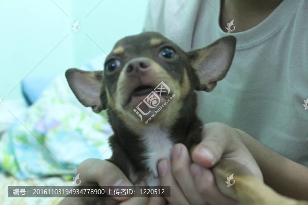 dogtrollface