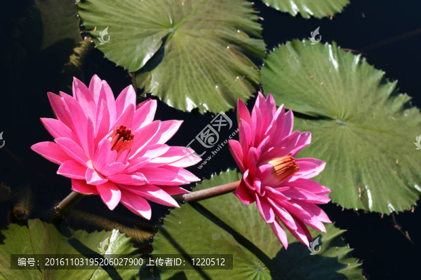 水百合