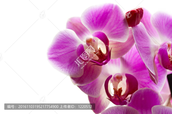白色背景中分離的蘭花