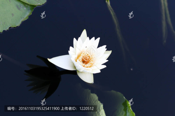 池塘里的水百合