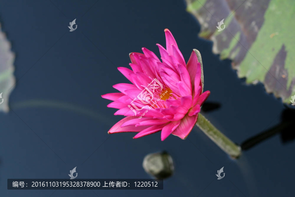 池塘里的水百合