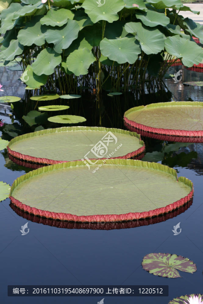 在一個(gè)池塘的水盤
