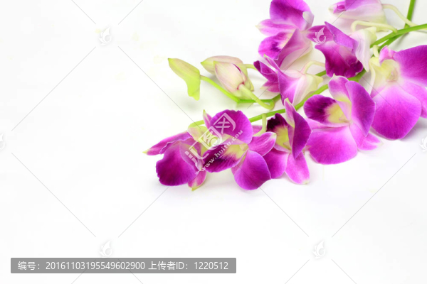 蝴蝶石斛