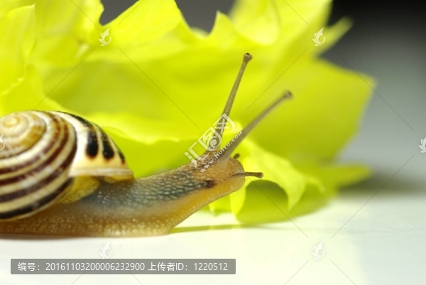 一個蝸牛