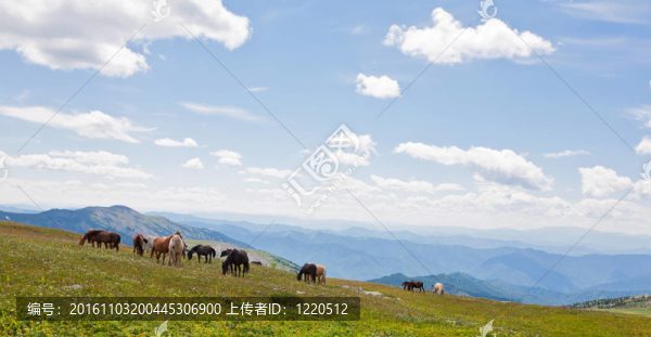 阿爾泰山。一片美麗的風(fēng)景，有馬和藍(lán)天。