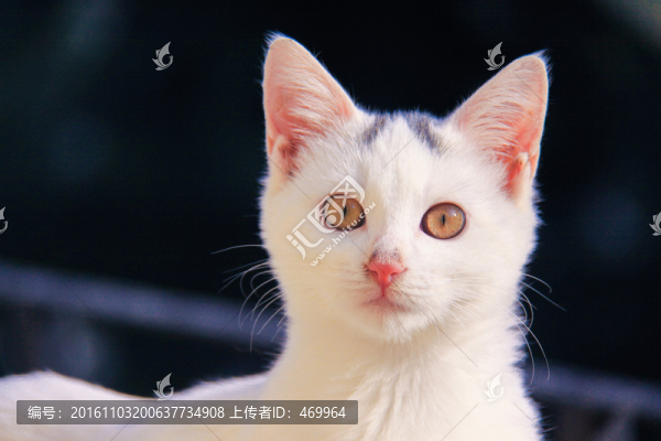 貓