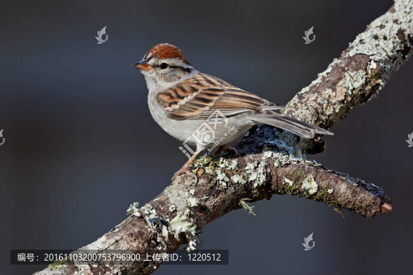 切Sparrow（Spizella,passerina）
