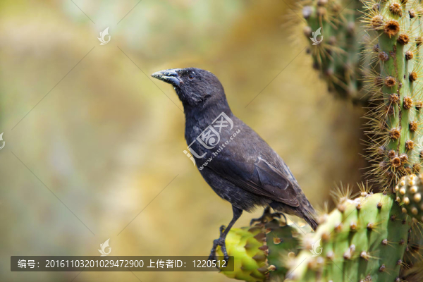 加拉帕戈斯常見(jiàn)的仙人掌地雀