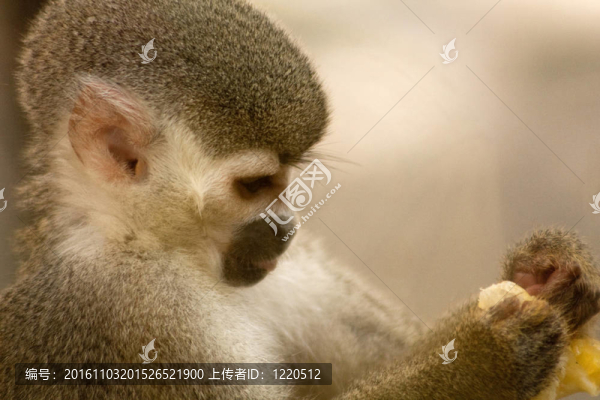 MICO伶猴