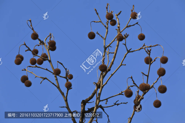 栗子樹