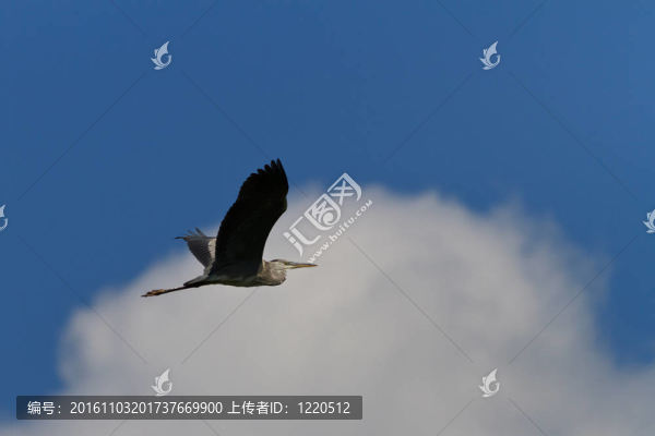 蒼鷺