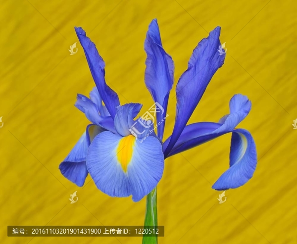 藍百合