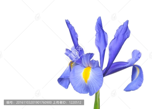Iris,xiphioides。