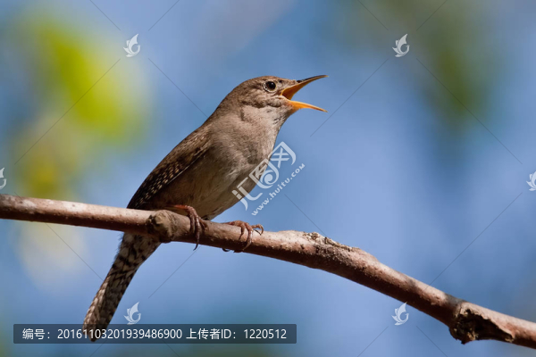 House,Wren（穴居人aedon）