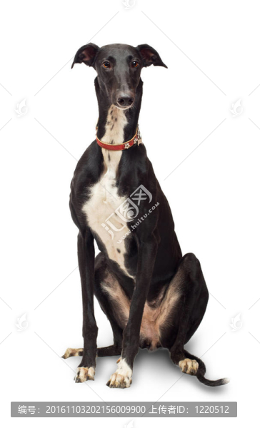 灰狗