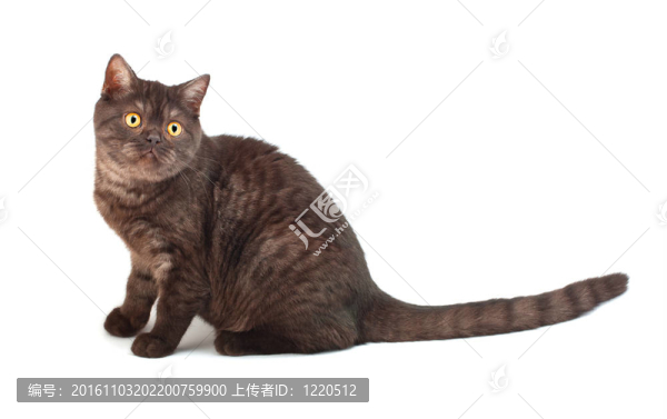 英國巧克力貓