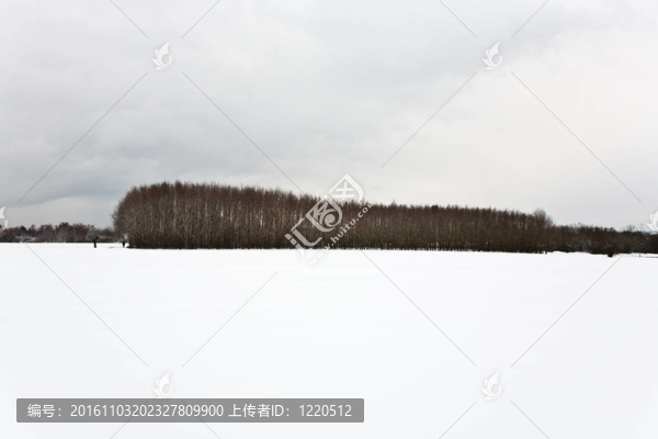 冬天的樹木覆蓋著白雪覆蓋的田野