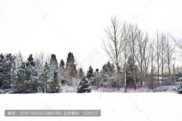 與樹木在冬天的雪壩