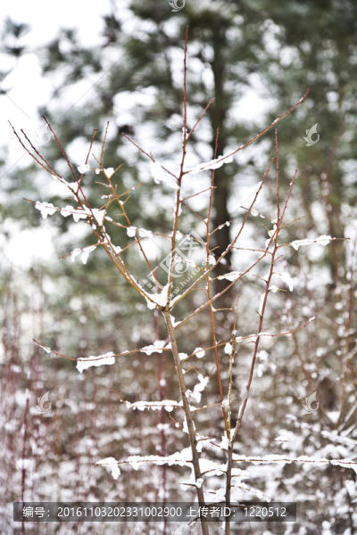 與樹木在冬天的雪壩