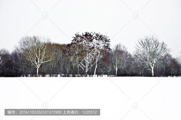 與樹木在冬天的雪壩