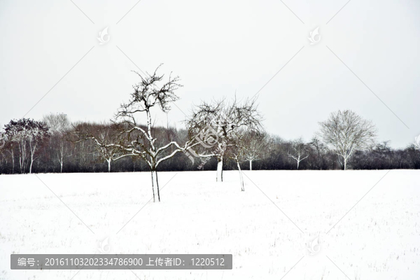 與樹(shù)木在冬天的雪壩