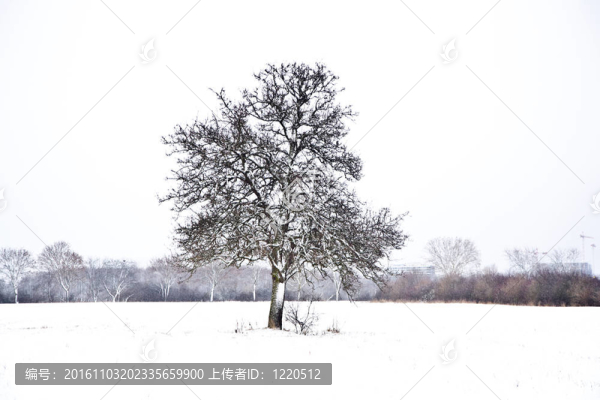 與樹木在冬天的雪壩