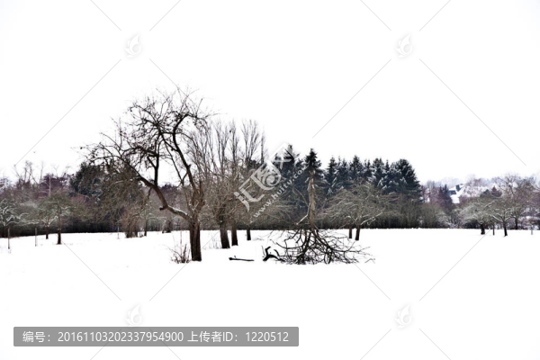 與樹木在冬天的雪壩
