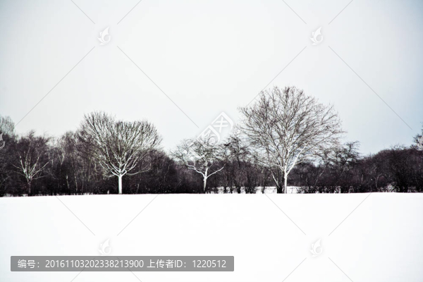 與樹(shù)木在冬天的雪壩