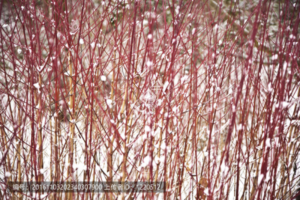 與樹(shù)木在冬天的雪壩