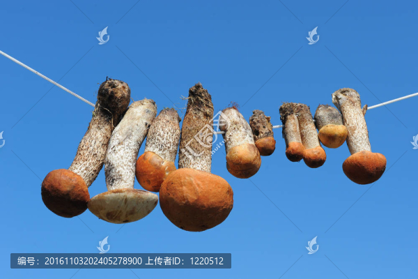 掛在繩子上的蘑菇