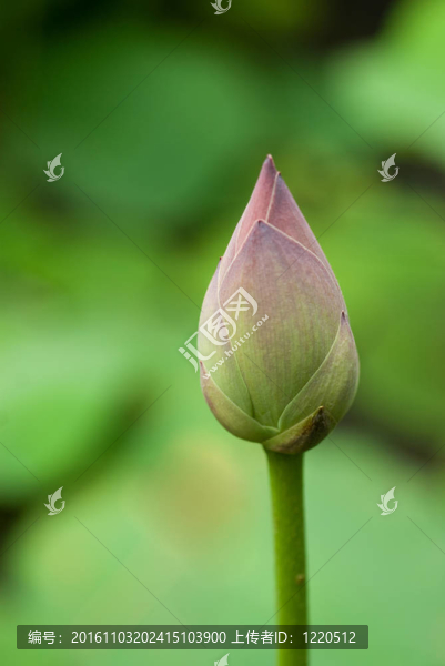 蓮花花蕾