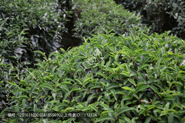茶樹,矮腳烏龍