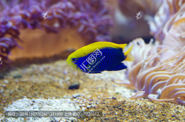斯塔克的蓑羽鶴的魚(yú)