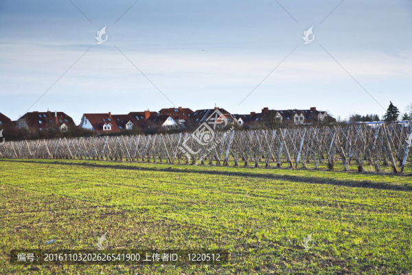 早春草甸和地平線上的住宅區(qū)