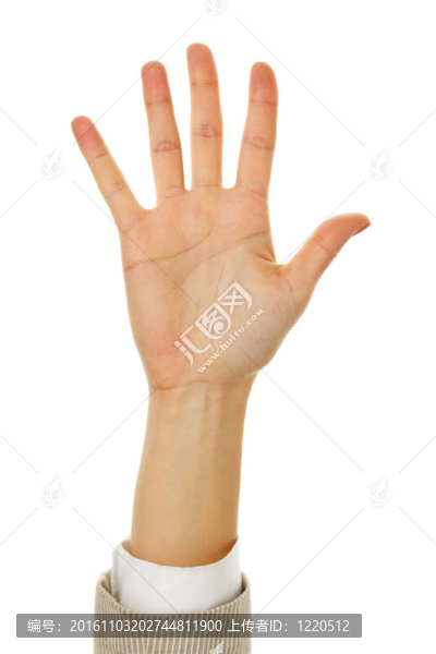 顯示棕櫚