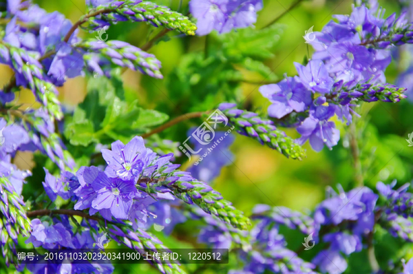 舞莠草03