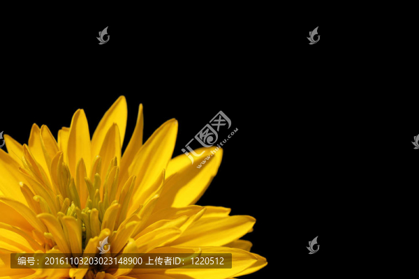 黑色的黃色花
