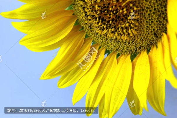 向日葵