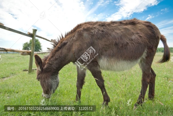 驢