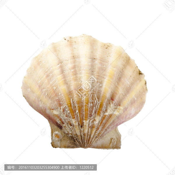 殼；Pecten,Jacobaeus