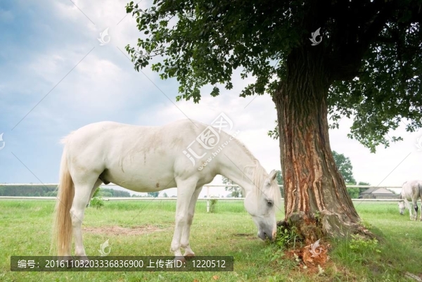 馬