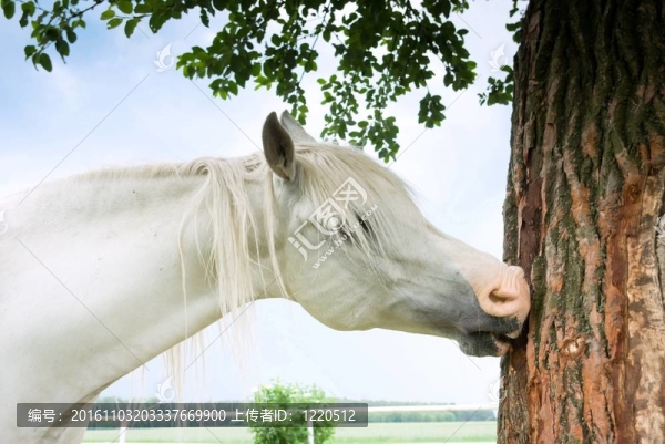 馬