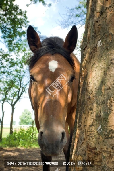 馬