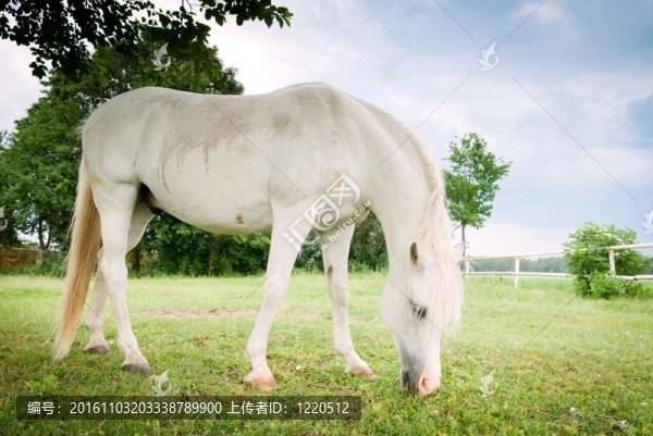 馬