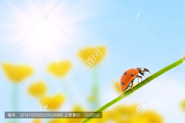瓢蟲