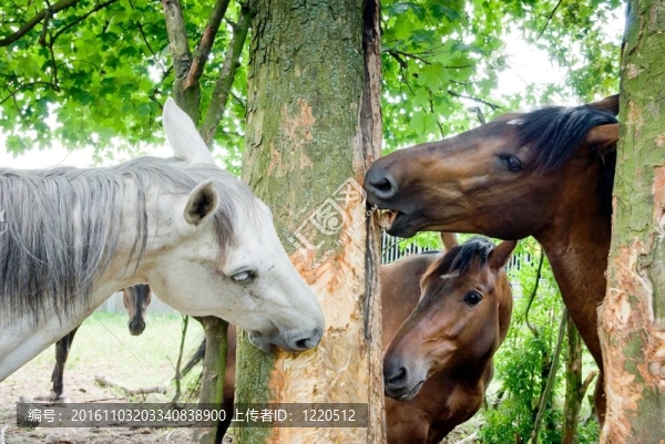 馬