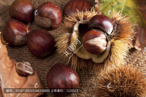 栗子Bur